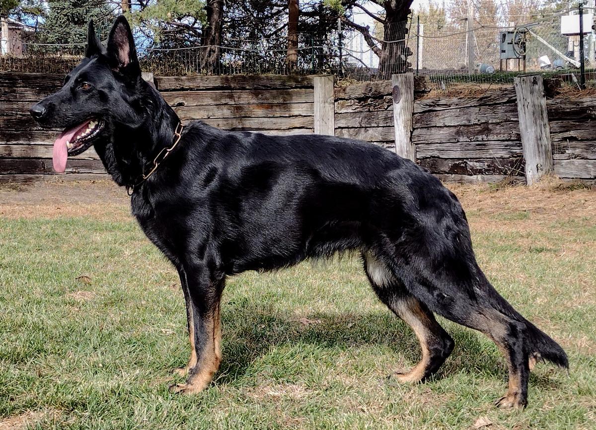 Dragon von Haus Hudak