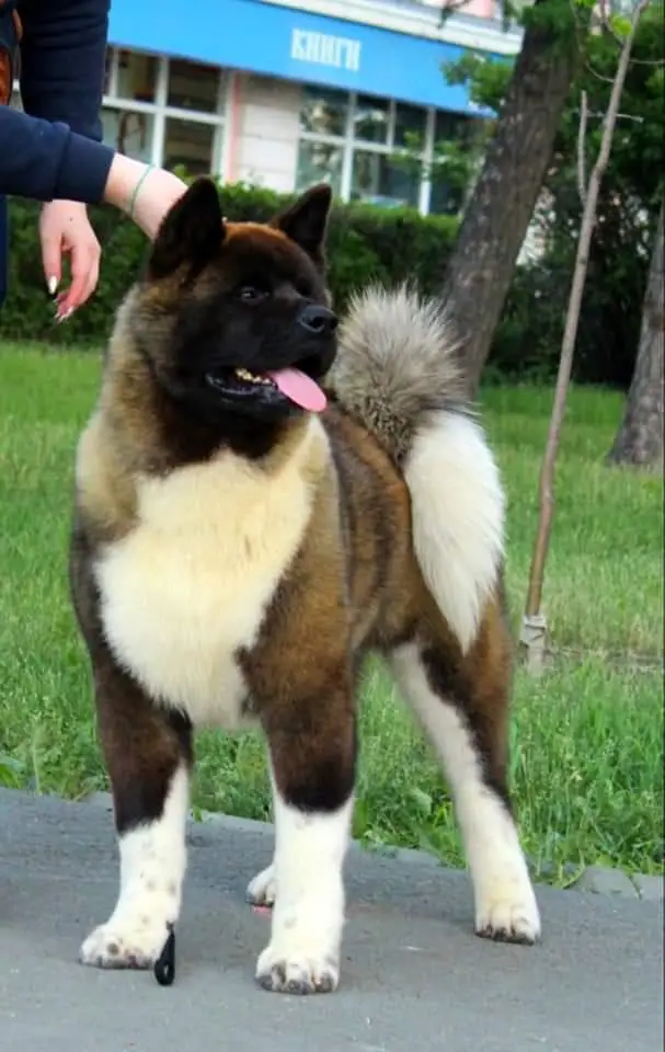 StarJoin Armagedon For Triumf Sibiri