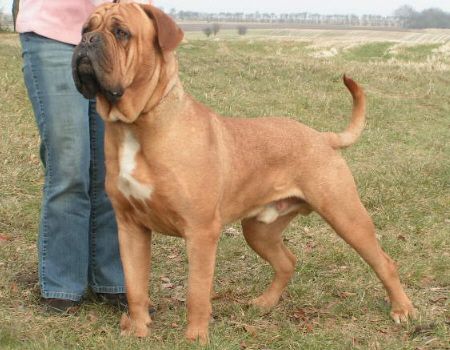 Costaud van 't bulscampvelt