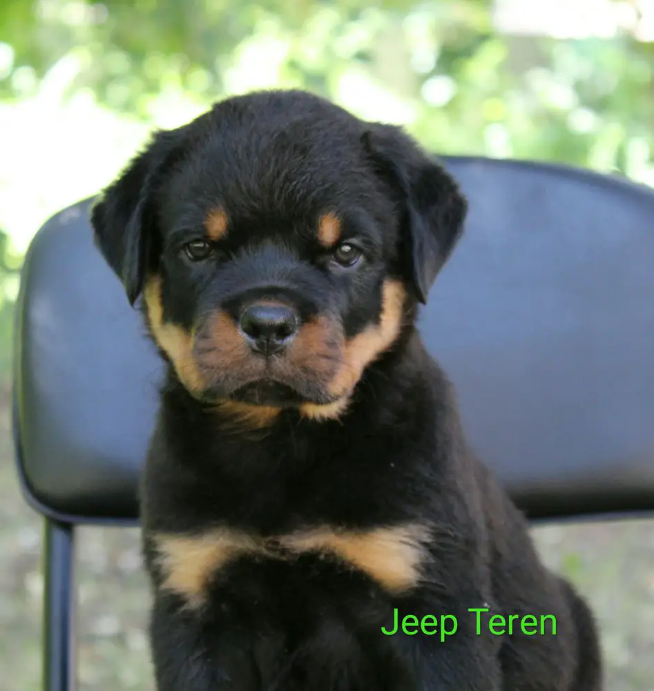 Jeep Teren