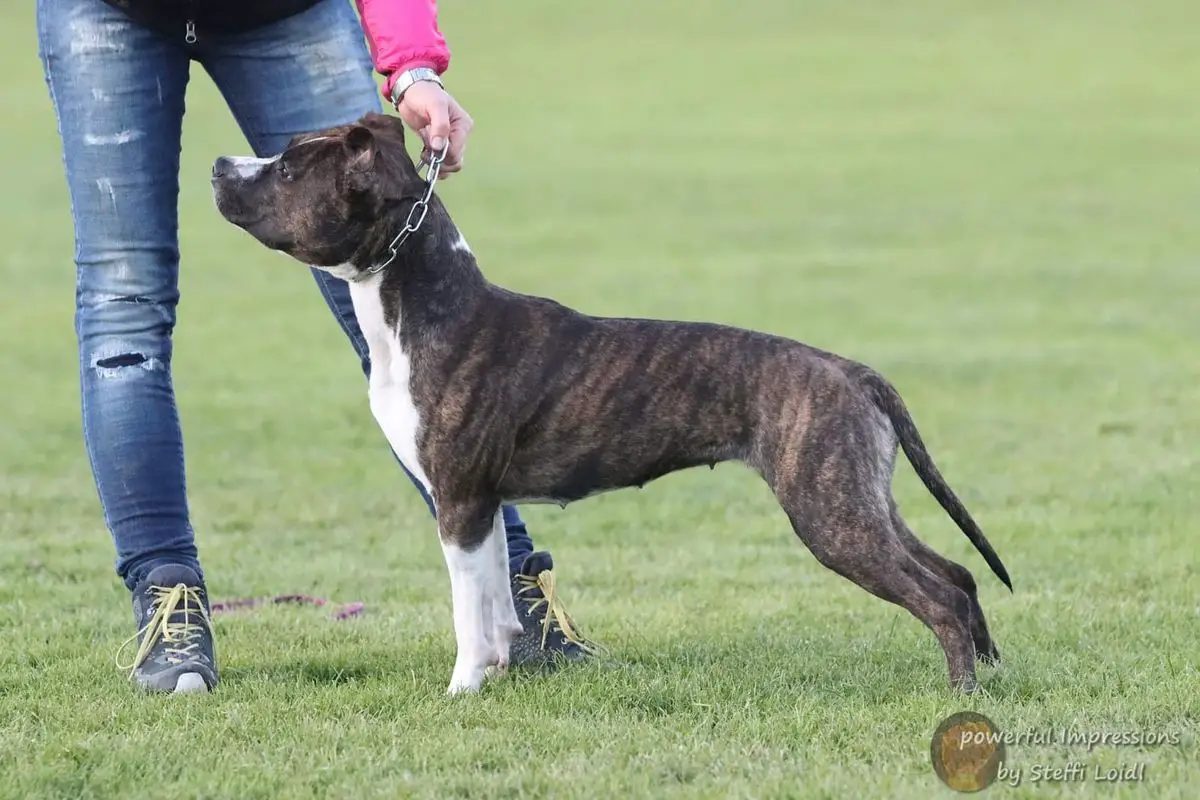 Brindle Nellie von der Eisenfaust