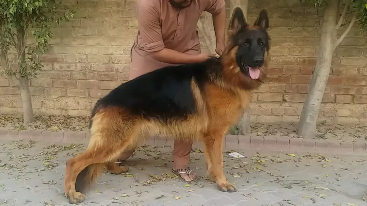 Marko Vom Haus Bahawal