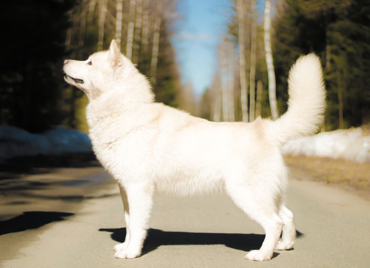 BOB, SD, SC SKAZKA VOSTOKA IDEN