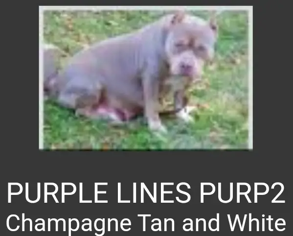 Purplelines Purps