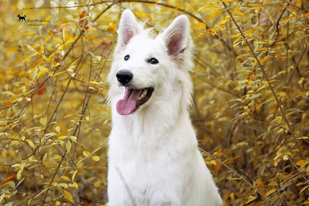 Tassey Star z Ranče Montara