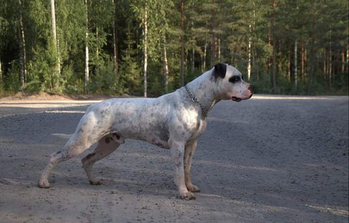 Bullhead's Finland