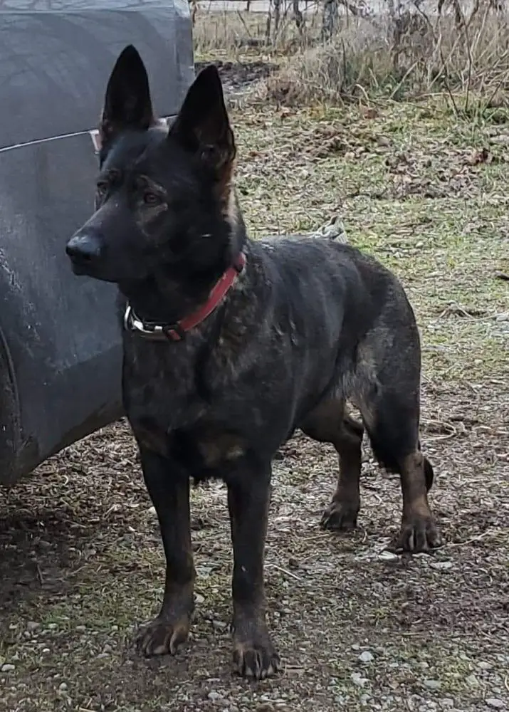 Darka von James Renee