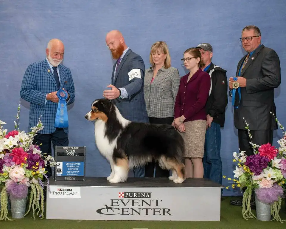 AKC/ASCA CH Elite's Wicked Wager