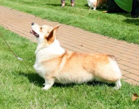 CH BY, RU, LT CHIOCHIO SAN Z PIASHCHOTNAI ZORKI