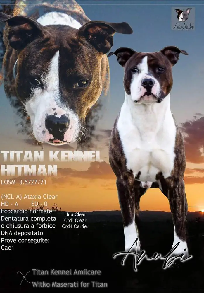 Titan Kennel HitMan