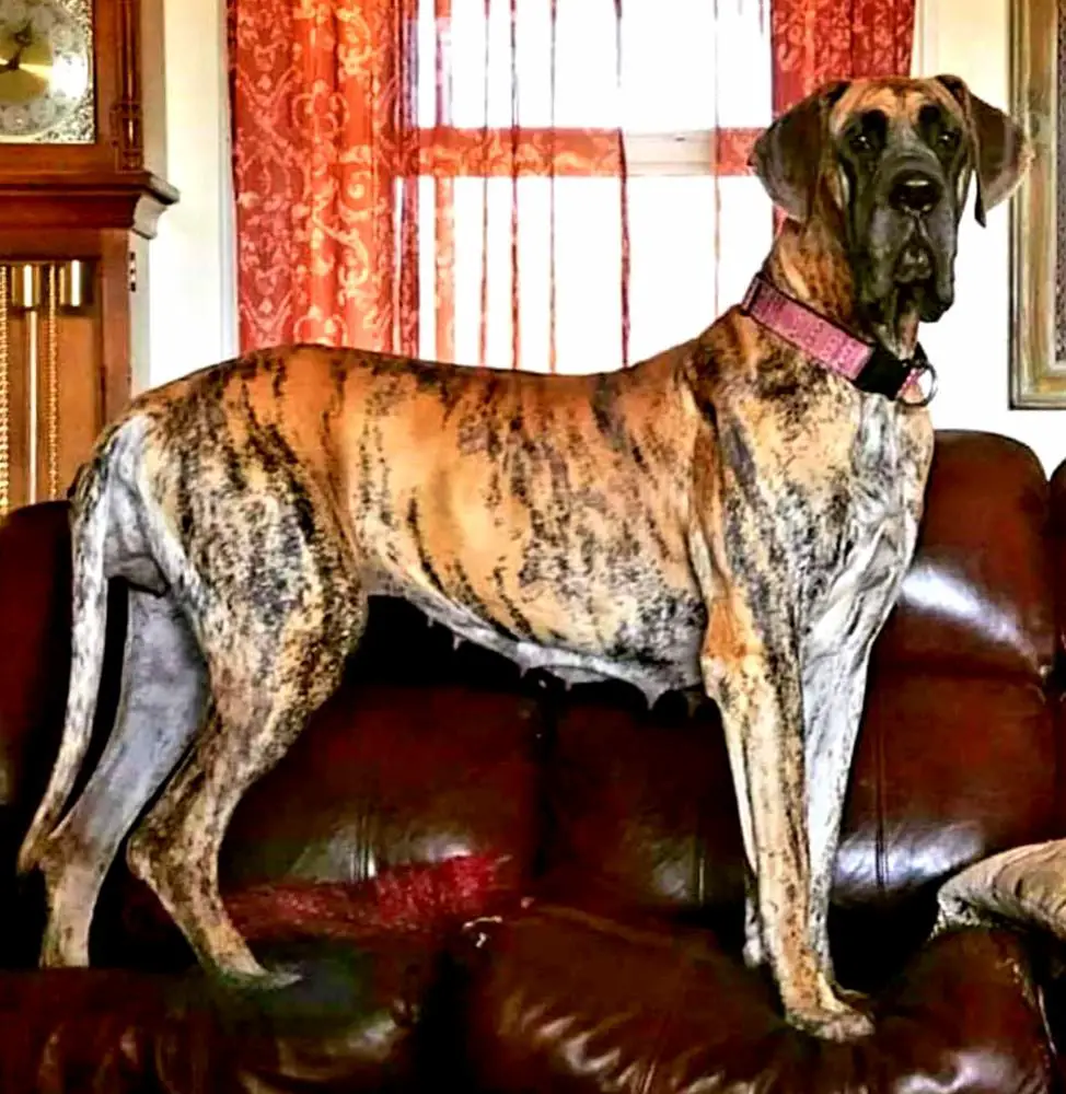 Coliapy Top of the Line Great Danes
