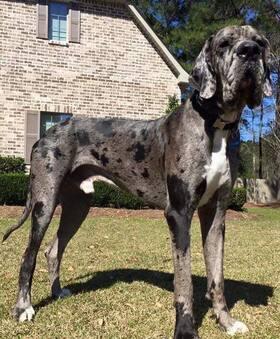 Danesofdistinction Think "Tank" Jarhead of MRVL GD