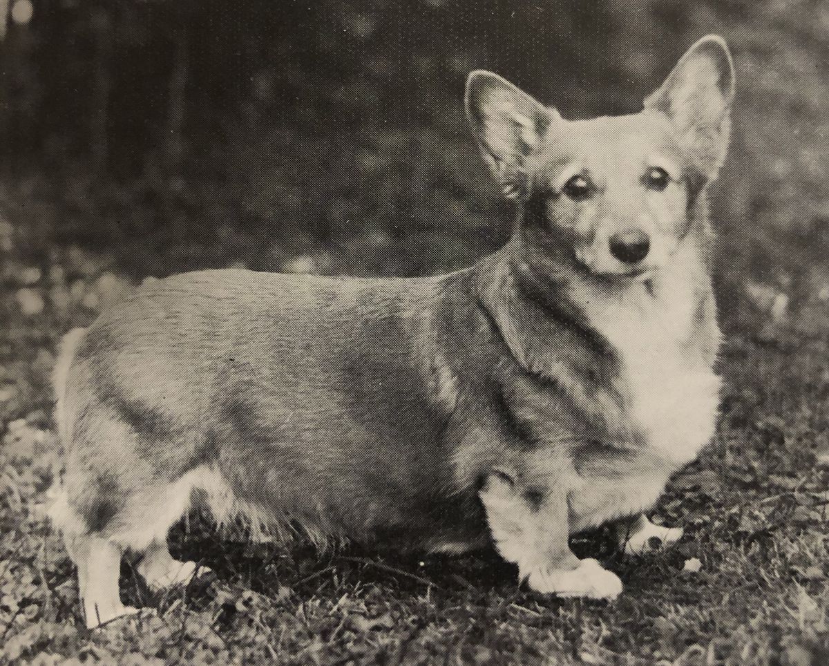 AM & CAN CH Welcanis Duplication