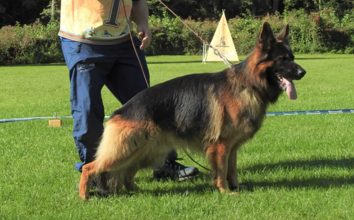 Polo Grof Bobi
