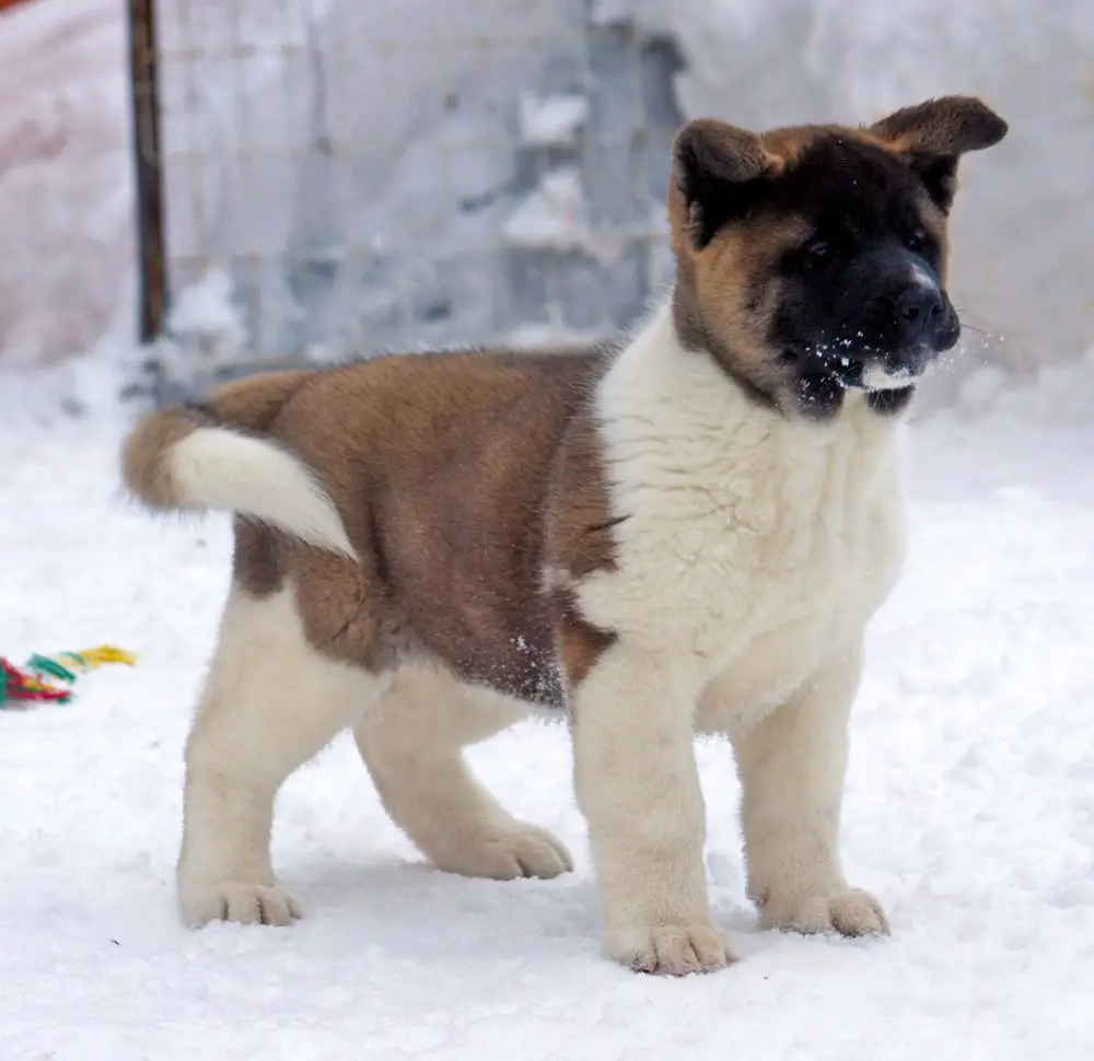Siberian Hunter ONLEY