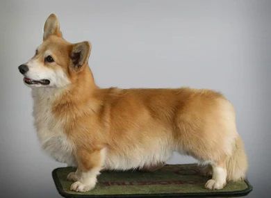 GORDON’S SHELL CLOVER BLOSSOM