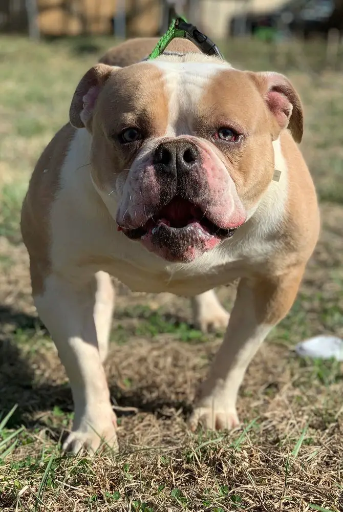 OTM's Italian Stallion aka Rocky of SABK