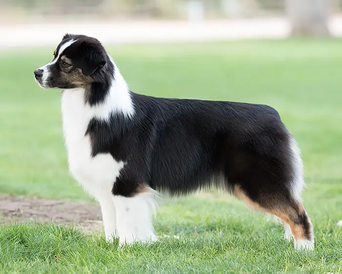 AKC/ASCA CH Stone Ridge Girl In A Country Song