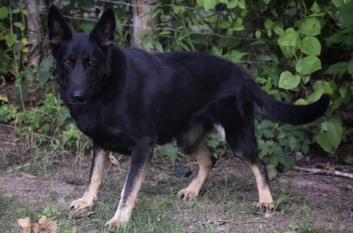 Harley-Quinn Z Posledni Kavalerie