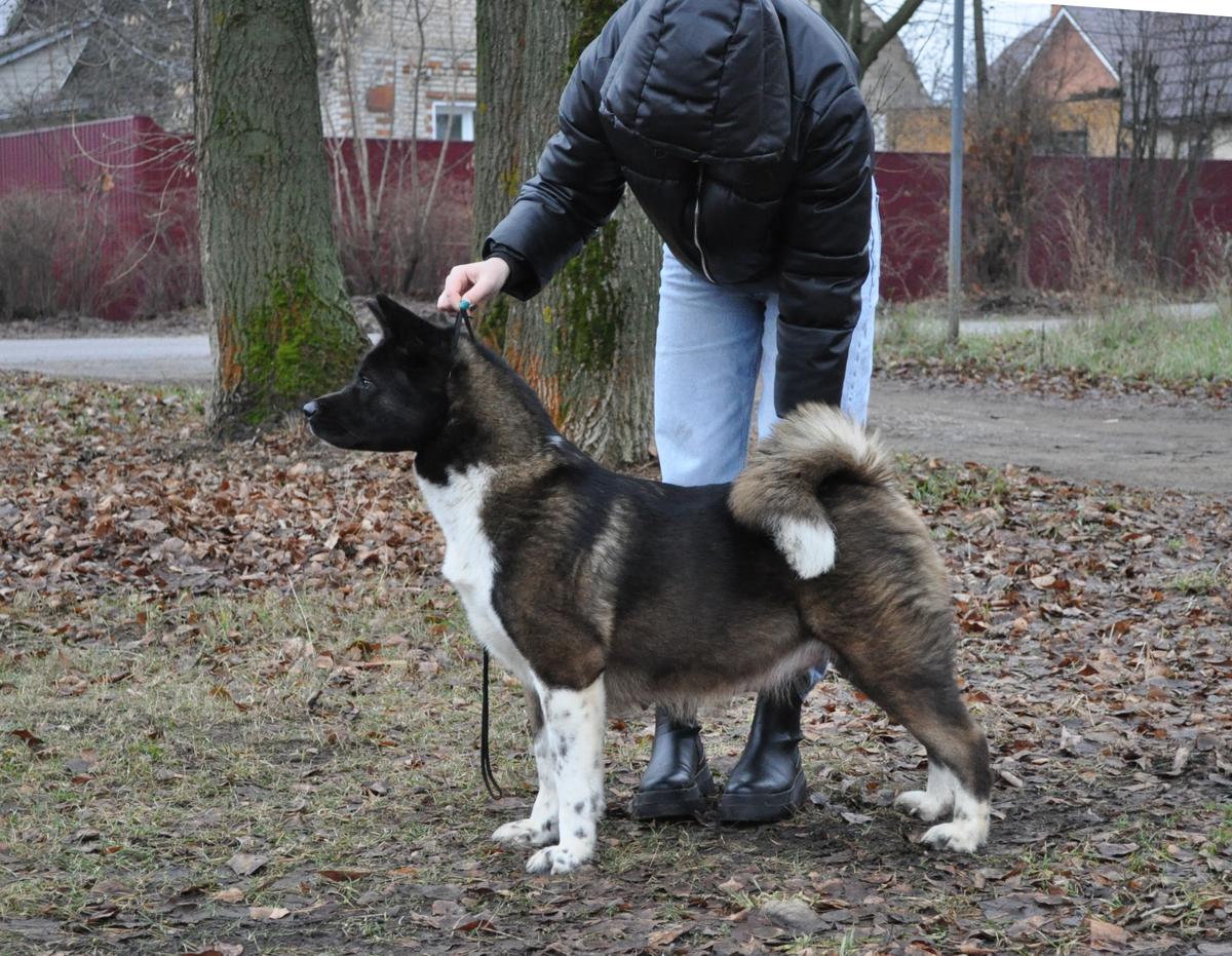 Miss Danerys Born Of The Storm