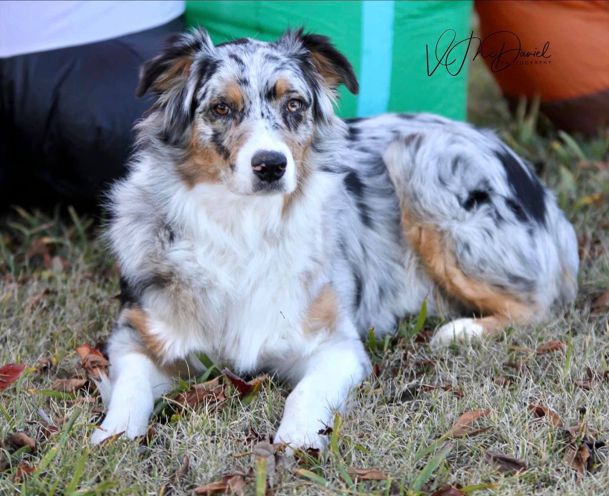 McDaniels Wild At Heart