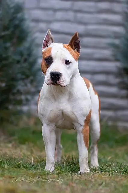 CH.JCH.PuppyCH, BOJ,CAJC, CAC,BOS American Dream Legend of Carpathians