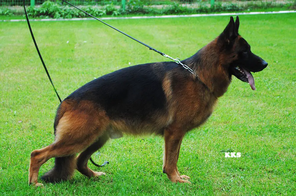 V-1 Abin vom Hause Ojeong