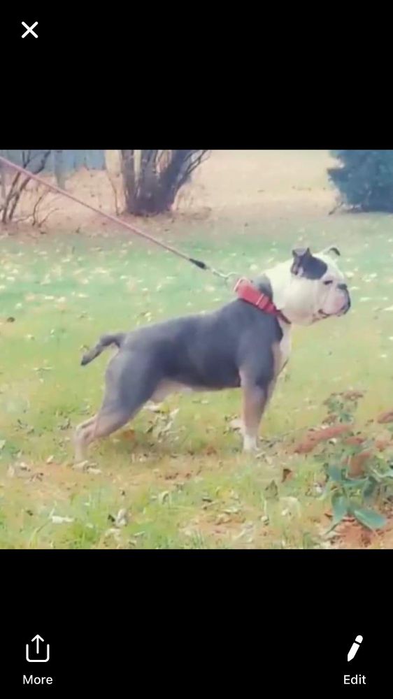 Bullguard’s evil frank