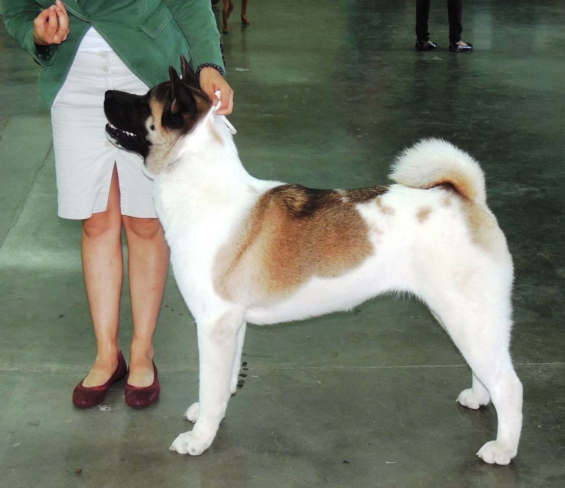 Karolain Beautiful Iz Yar Grada