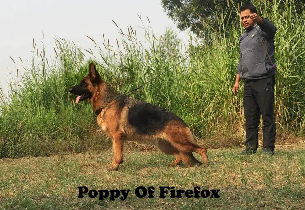 Poppy of Firefox