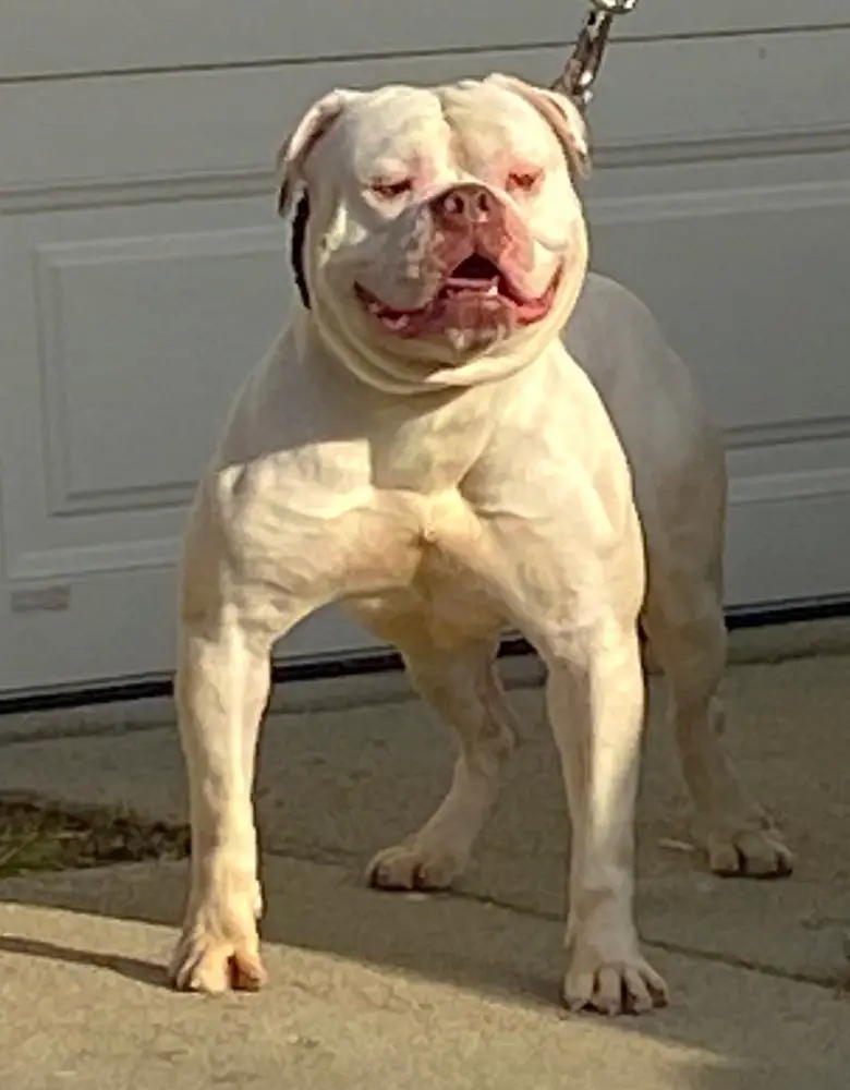 PINTOS BULLYS EVIL DIO