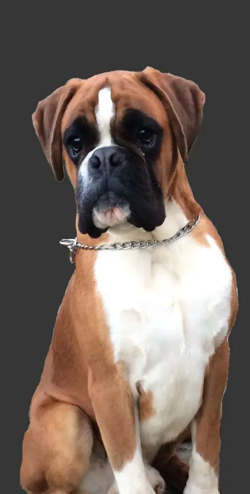 Vito della Riserva Reale