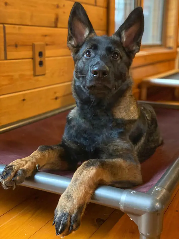 Savage von Goedehaus