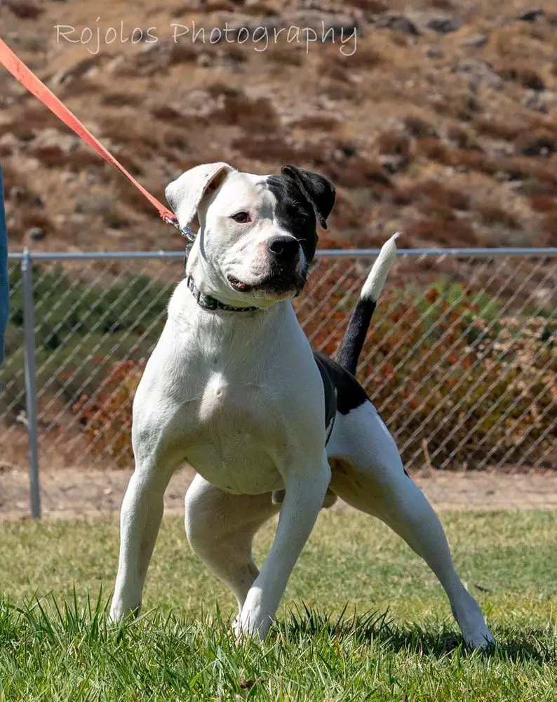 MpKennels O Fentanyl Will Kill You