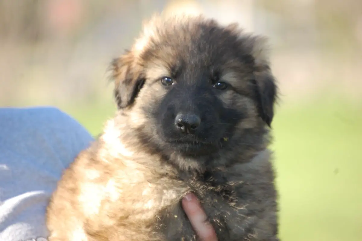 Genieveve von den Sturmfalken