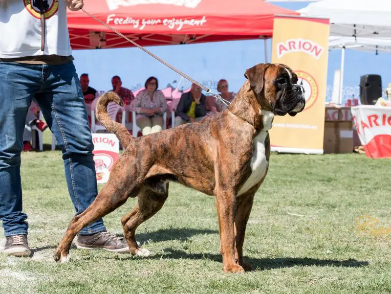 Ling Long de Rincomar