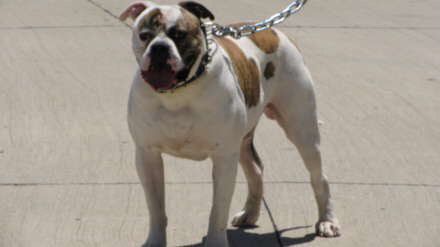 Buff Bullie's Maximus The Great