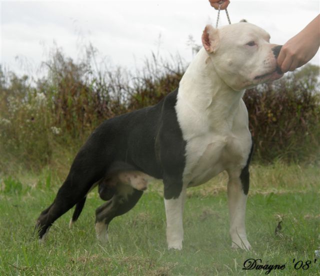 GAFFS OBSESSION ONE MORE TIME