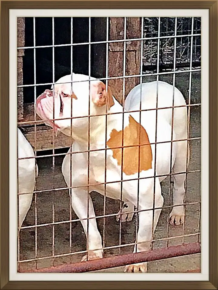 Red Stick’s Boston Crab