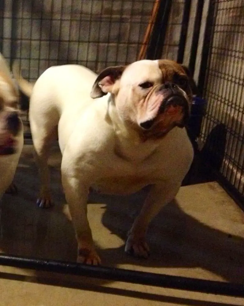 Red Stick’s Ambrosia