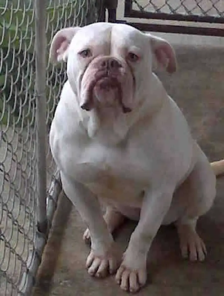 Red Stick’s Papaya