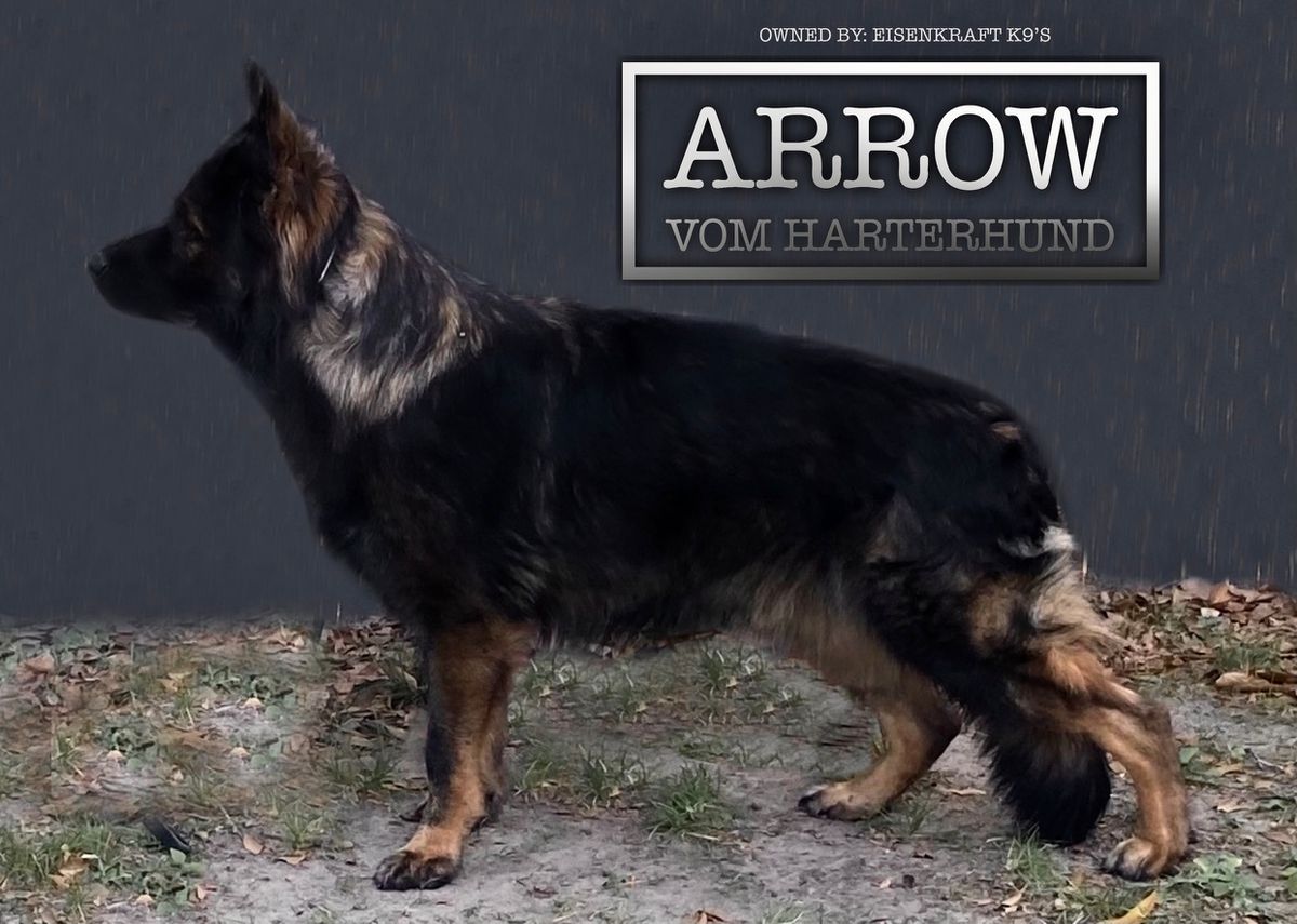 Arrow Vom Harterhund