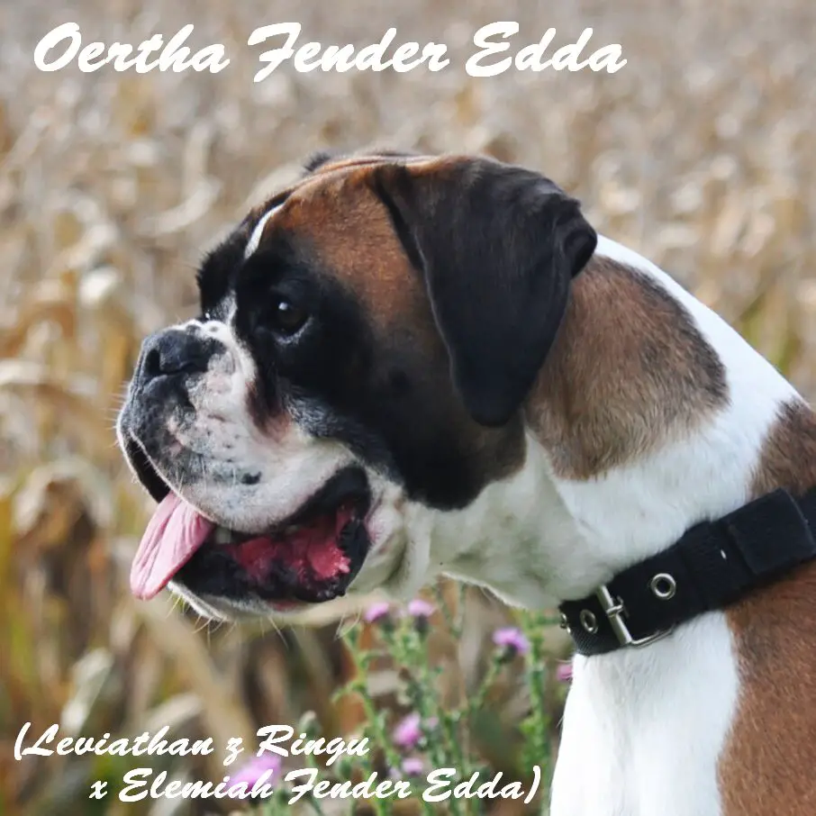 OERTHA Fender Edda