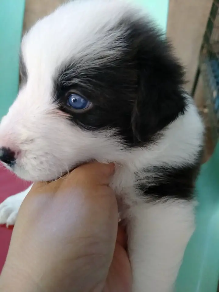 Oreo of cropaws kennel