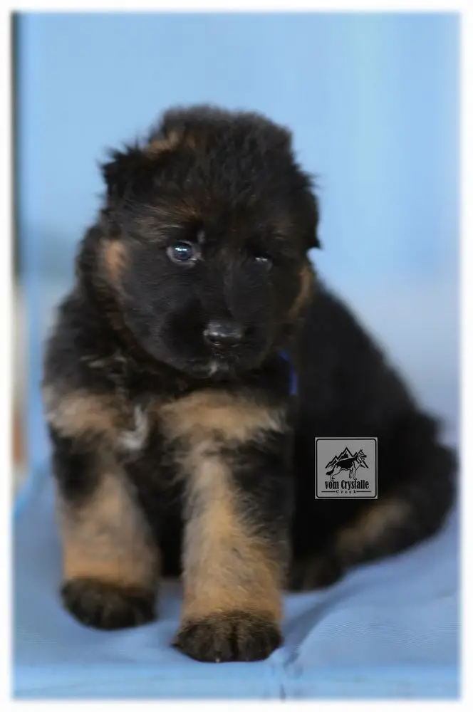 Dino vom Crystalle Creek