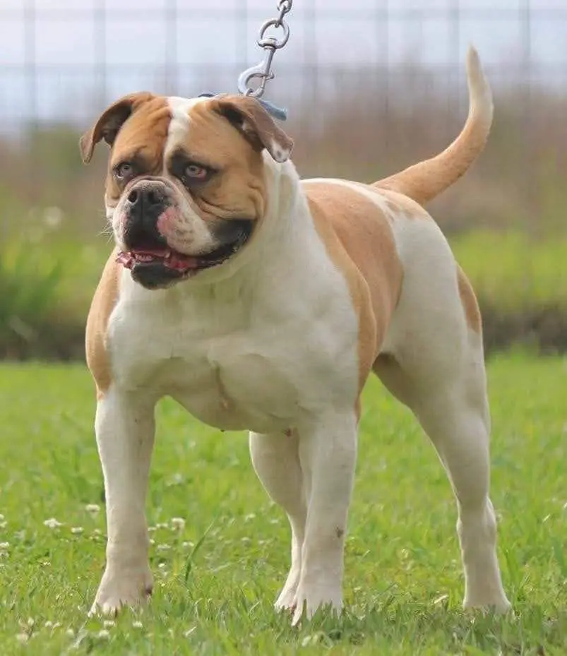 DDP's Dutchess