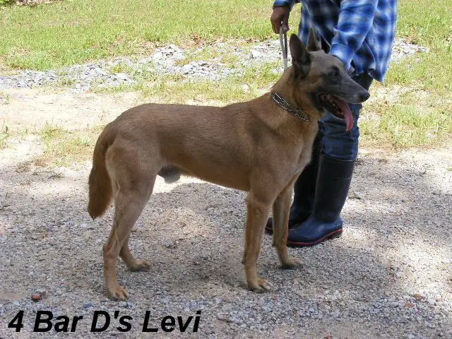 4 BAR D'S FREEBIE'S LEVI