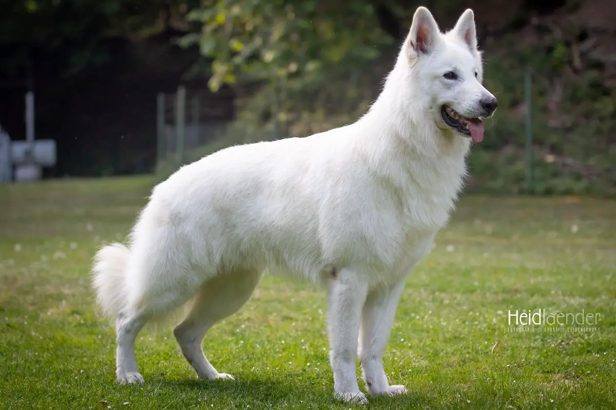 FCI International Champion & Multi Champion Ferox von der Bayernwache