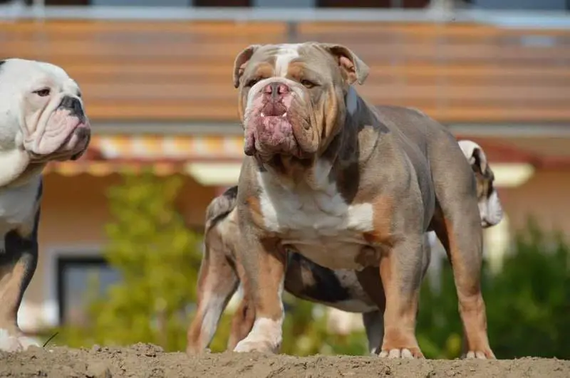 Color Me Bad Bulldogs' Consul