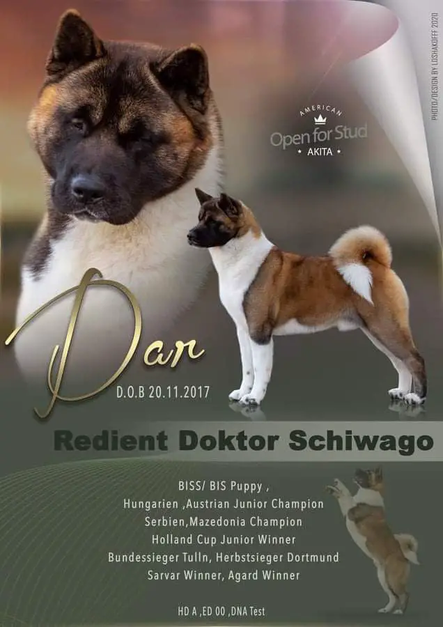 BPISS, BPIS, SRB/MAC CH, HU/AUS JCH Redient Doktor Schiwago